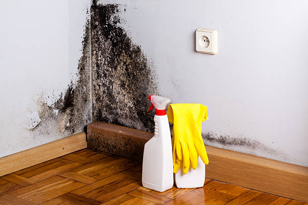 Best Real Estate Mold Inspection  in Nice, CA